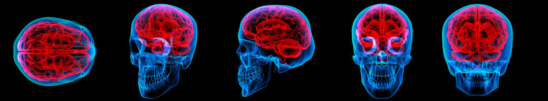 Can your Bones Boost Your Muscles & Memory?